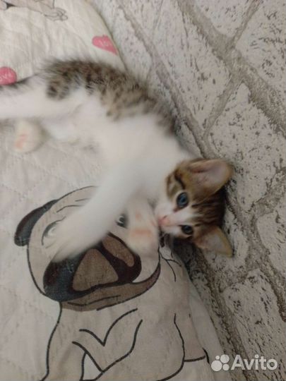 Кошка в дар бесплатно