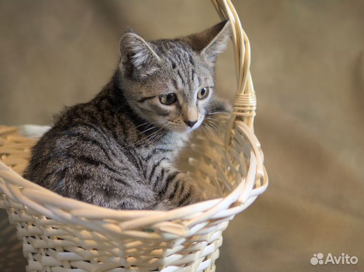 Ласковый котенок-девочка в добрые руки