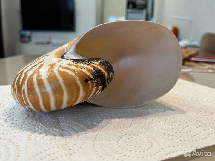 Морская раковина 