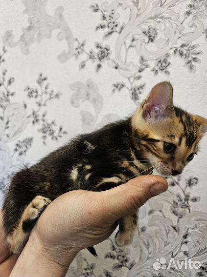 Бенгальские котята