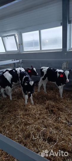 Телята бычки мясные