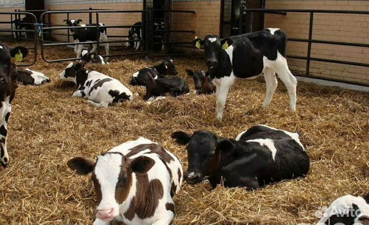 Холмогоры Голштины Бычки Тёлки