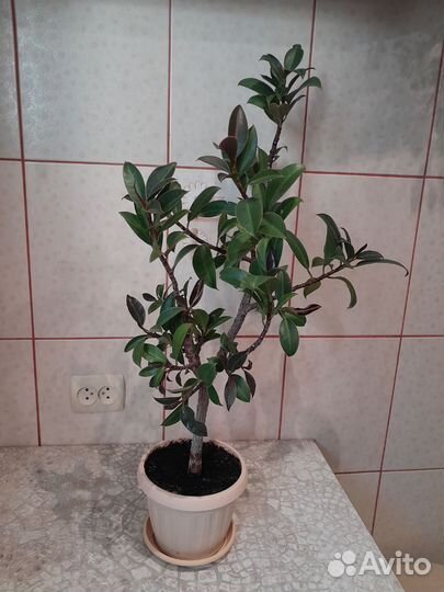 Фикус каучуконосный