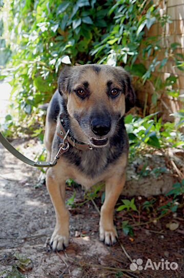 Молодой кобель в добрые руки