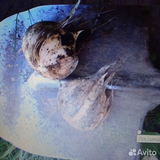 Лук Суворова