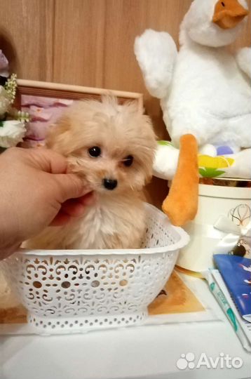 Микро - тэдди девочка Алиса Мальтипу ф1