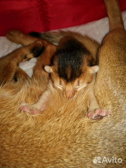 Вязка с абиссинским котом