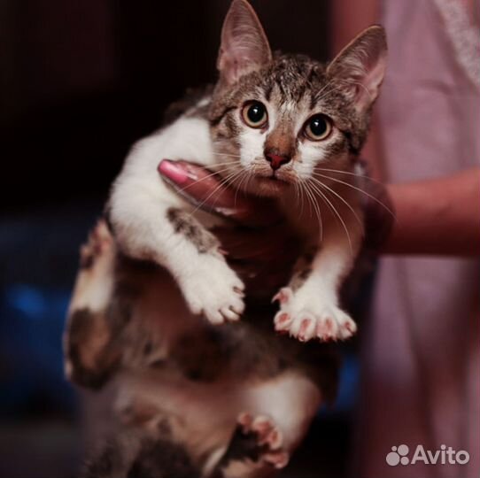 Кошка в дар