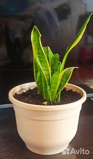 Комнатные цветы