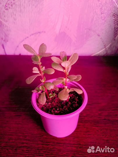 Вегетативные черенки