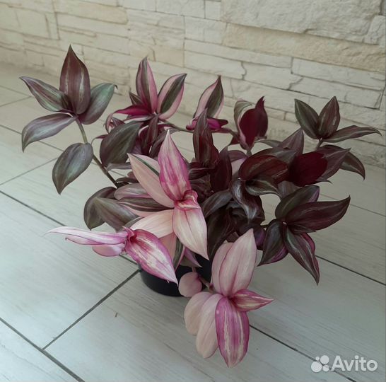 Тайская традесканция, большой куст