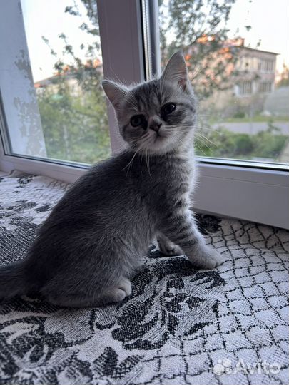 Британские котята