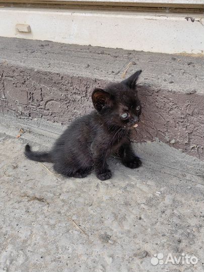 Котята ищут дом