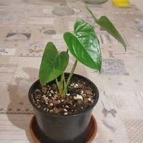 Купить растения 🌱 в Жердевке: цветы, саженцы, рассада
