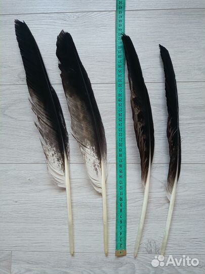 Натуральные перья хищных птиц 4 шт