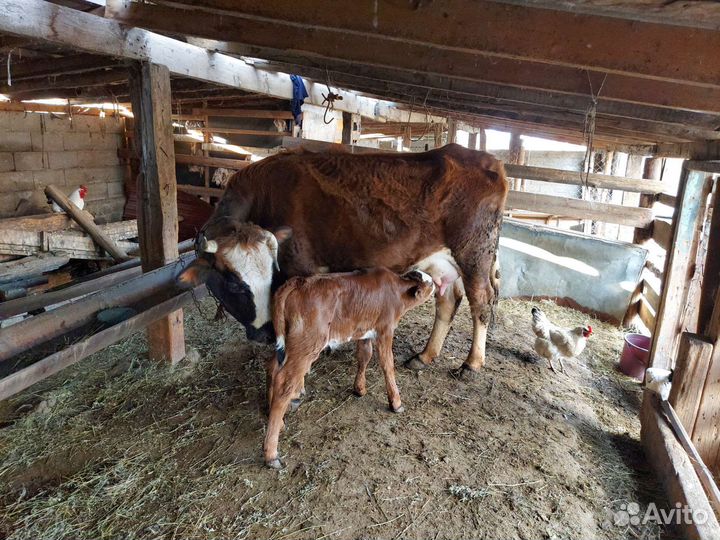 Корова с теленком