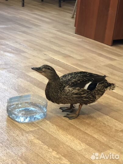 Утка подсадная