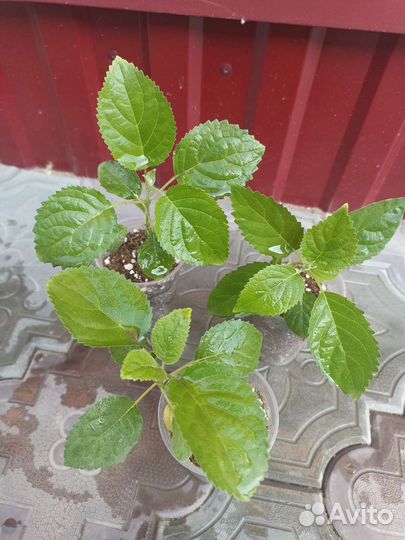 Гортензия Анабель