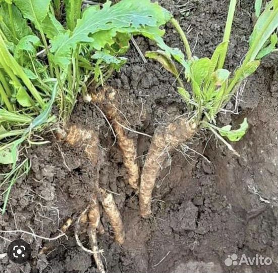 Хрен - расада, листья, корень