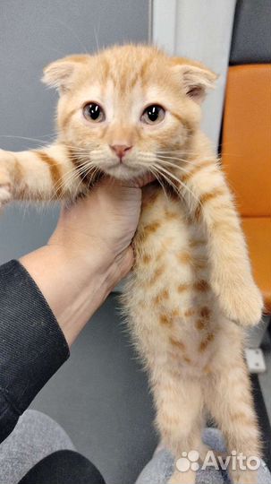 Шотландская