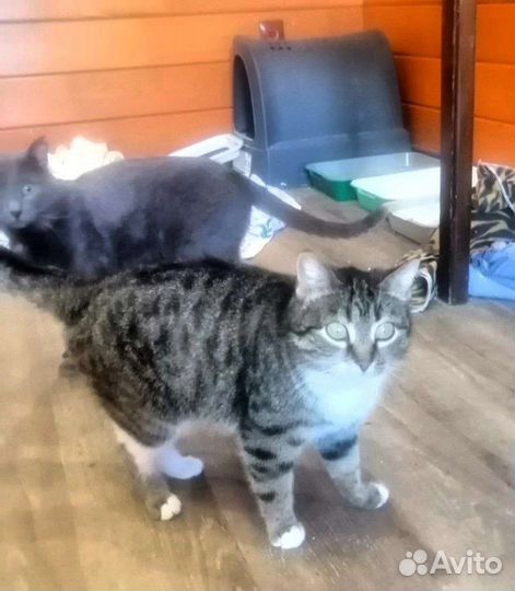 Кошечка Манечка