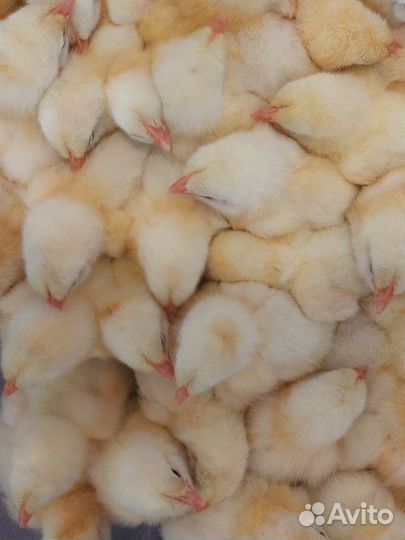Цыплята бройлеры кобб 500 суточные и подрощенные