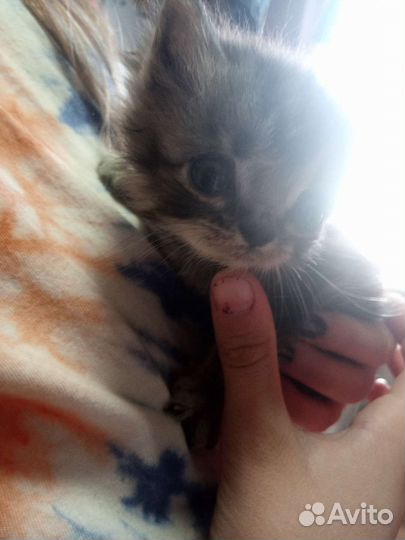 Котята от британской Вислоухой кошки