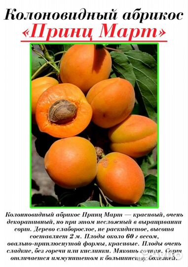 Смородина саженцы