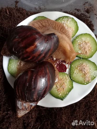 Улитки ахатины