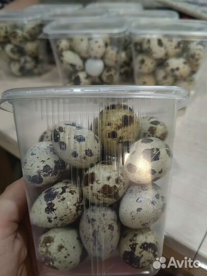 Домашние куриные, утиные и перепелиные яйца