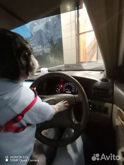 Ши-тцу вязка