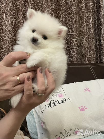 Малый немецкий шпиц