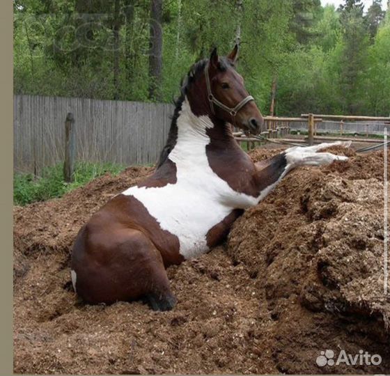 Чернозём,черногрунт