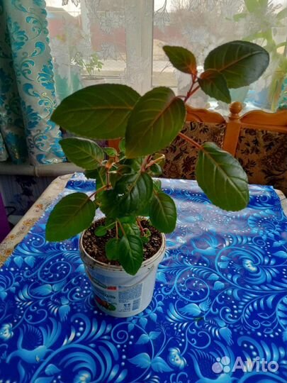 Комнатные растения отростки