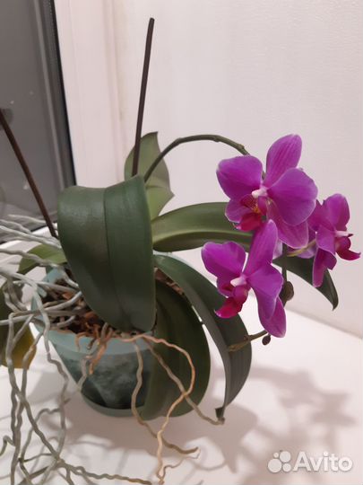 Орхидея