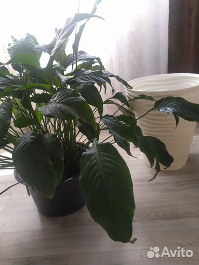 Комнатные цветы