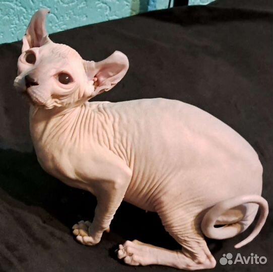 Канадский сфинкс