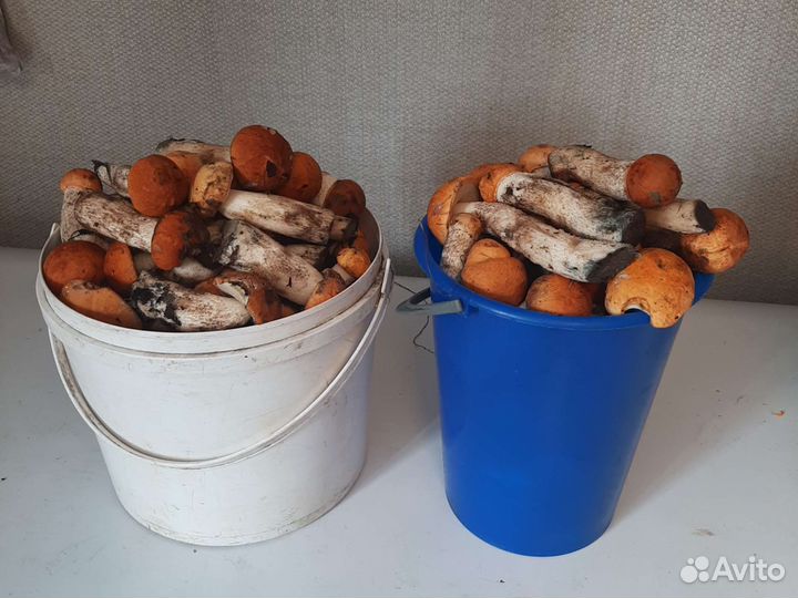 Грибы подосиновики