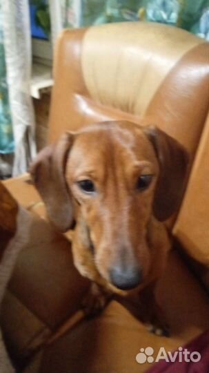 Кроличья такса вязка