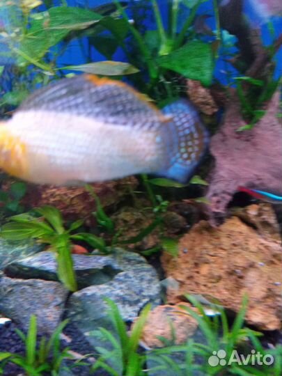 Аквариум с тумбой б/у