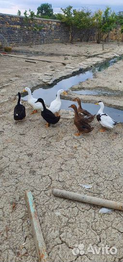 Утка Кряква