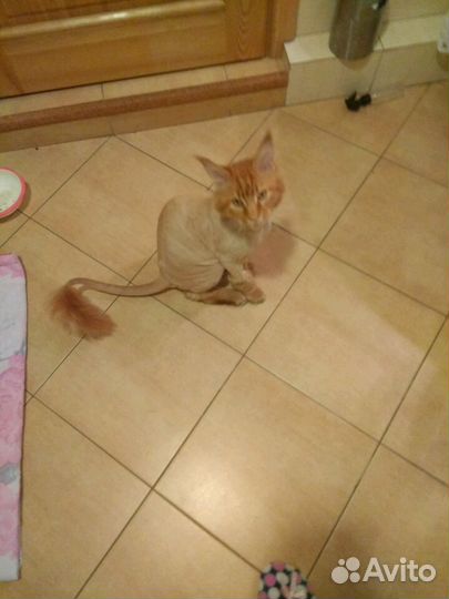 Стрижка собак и кошек с выездом на дом