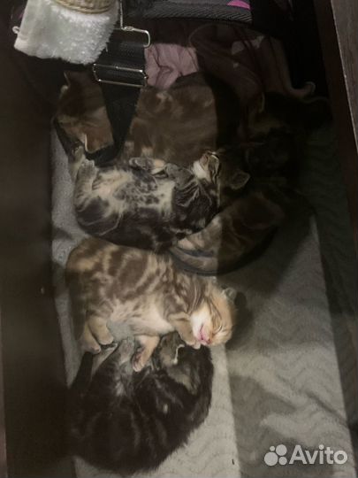 Шотландские котята