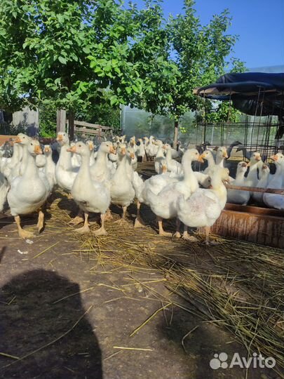 Гусята подрощенные 1,5 месяца