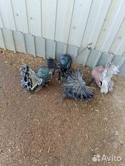 Голуби павлины немецкие