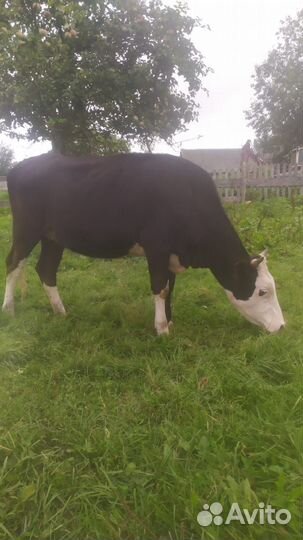 Телки стельные