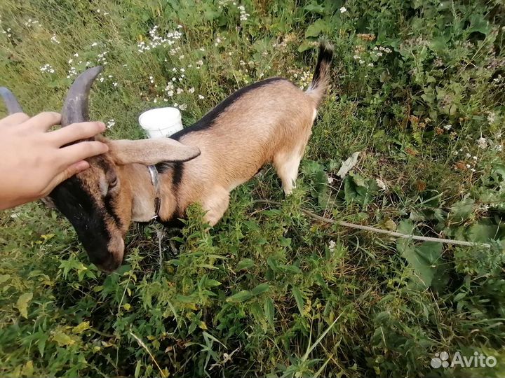 Девочка нубийка коза