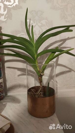 Орхидея Ванда