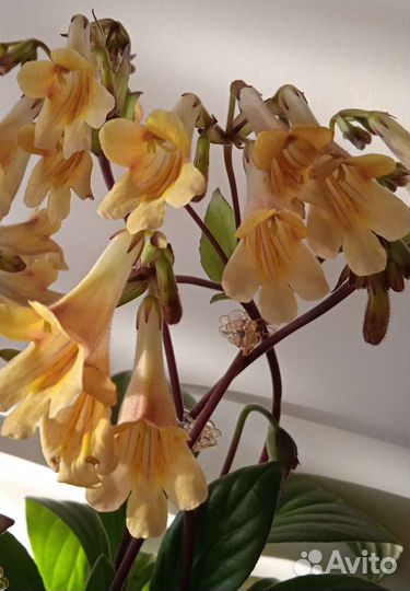 Хирита. Комнатные цветы