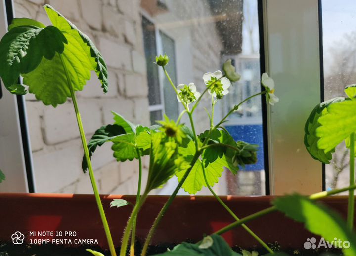 Белая клубника со вкусом ананаса